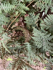 Myriopteris clevelandii