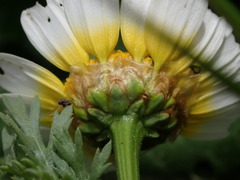 Glebionis coronaria
