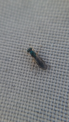 Merosargus caeruleifrons