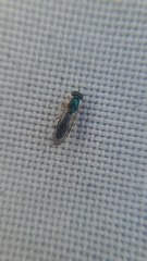 Merosargus caeruleifrons