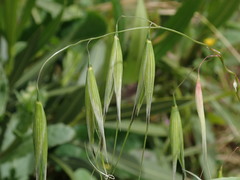 Avena sterilis ludoviciana