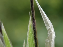 Avena sterilis ludoviciana