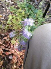 Phacelia tanacetifolia