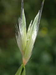 Avena sterilis ludoviciana