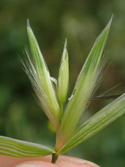 Avena sterilis ludoviciana
