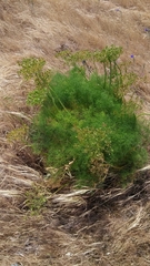 Lomatium klickitatense