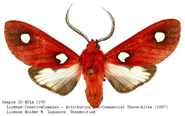 Hyperthaema pulchra