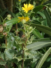 Calendula arvensis