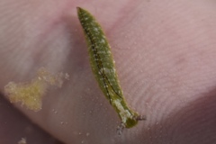 Elysia subornata