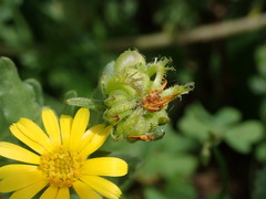 Calendula arvensis