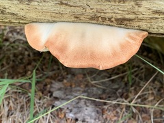 Amylocystis lapponica