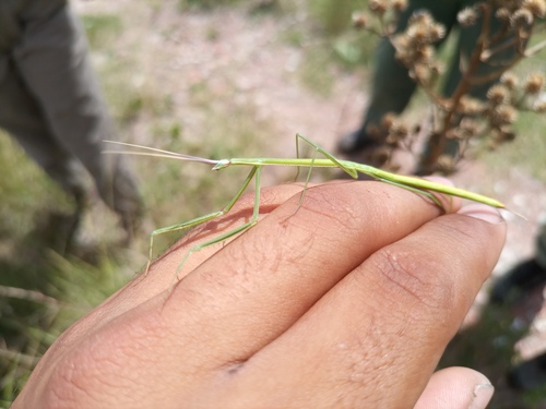 Small-winged Stick Mantis