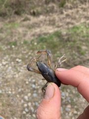 Distocambarus crockeri