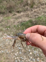 Distocambarus crockeri