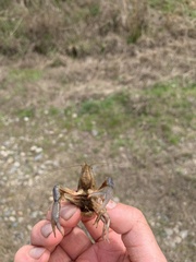 Distocambarus crockeri