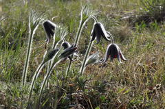 Pulsatilla rubra