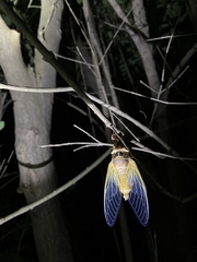 Cryptotympana atrata