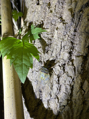 Hyalessa maculaticollis