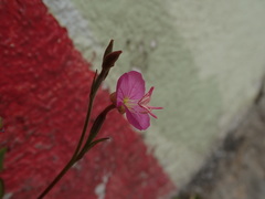 Oenothera rosea
