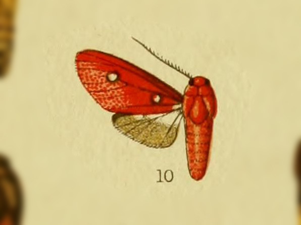 Hyperthaema coccinata
