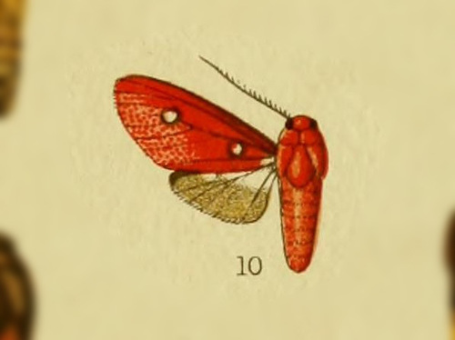 Hyperthaema coccinata