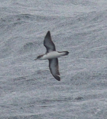 Boyd's Shearwater photo