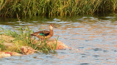 Amazonetta brasiliensis