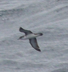 Boyd's Shearwater (Puffinus boydi)