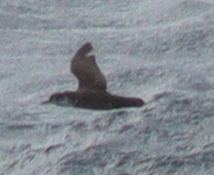 Foto de Boyd's Shearwater