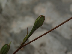 Oenothera rosea