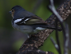 Fringilla coelebs palmae