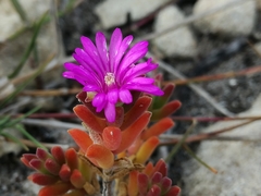Drosanthemum intermedium