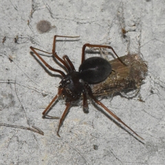 Scytodes fusca