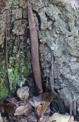 Sphodros abboti