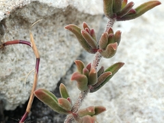 Drosanthemum intermedium