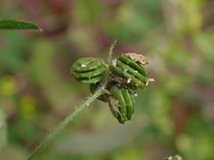 Medicago