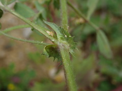 Medicago