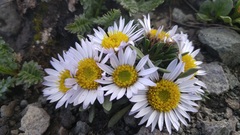 Townsendia rothrockii