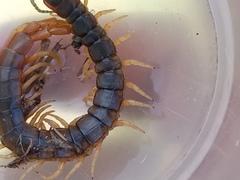 Scolopendridae