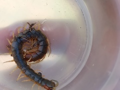 Scolopendridae