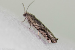 Pseudexentera haracana