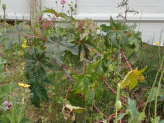 Ricinus communis