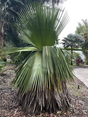 Copernicia macroglossa