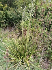 Eryngium eburneum