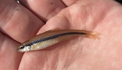 Notropis bifrenatus
