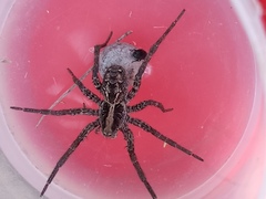 Schizocosa malitiosa