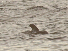 Globicephala macrorhynchus