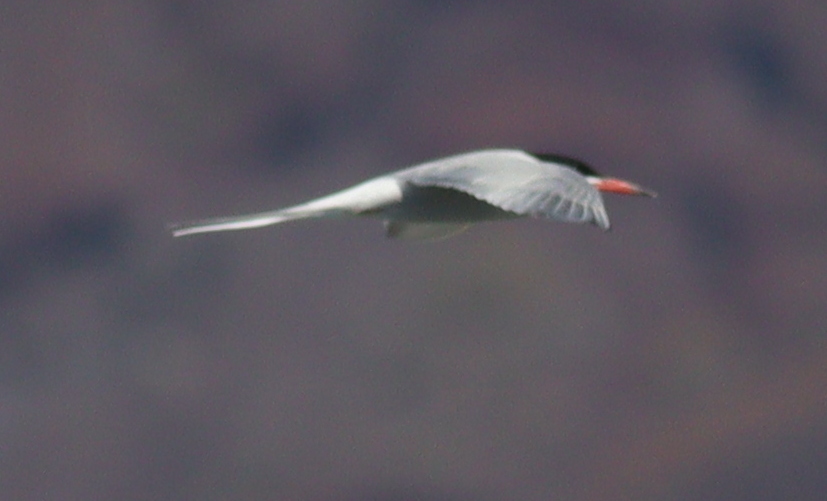 Gaviotín golondrina