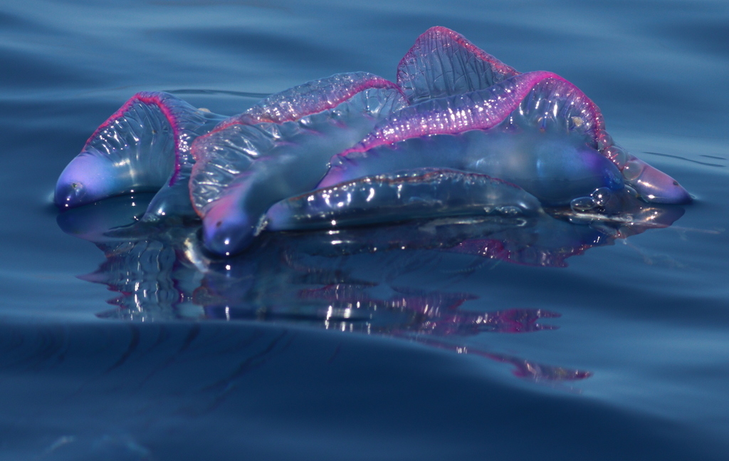 Portuguese man-of-war