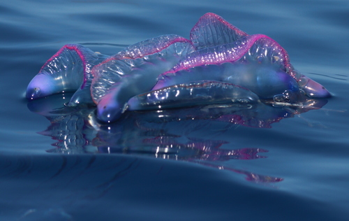 Portuguese Man of War